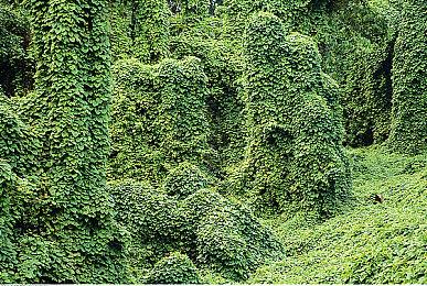 《星之卡比：探索发现》发布演示视频 武器弯刀可以三段进化